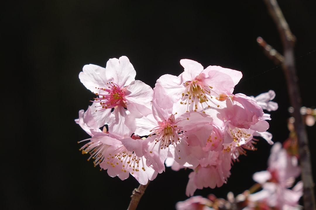 A close up of some pink flowers on a tree