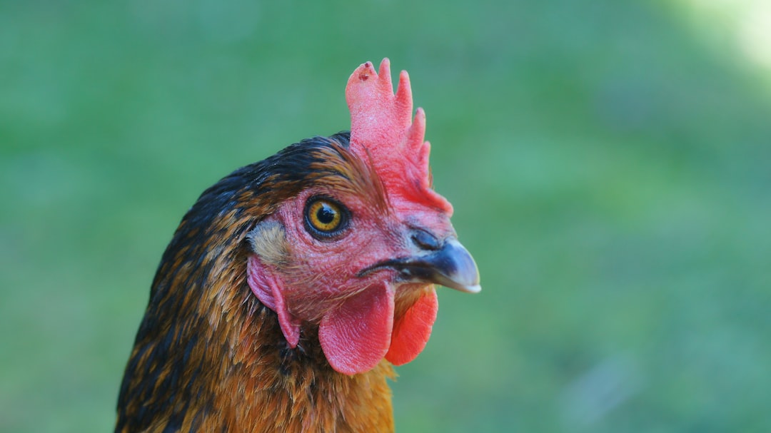 brown and black chicken in close up photography