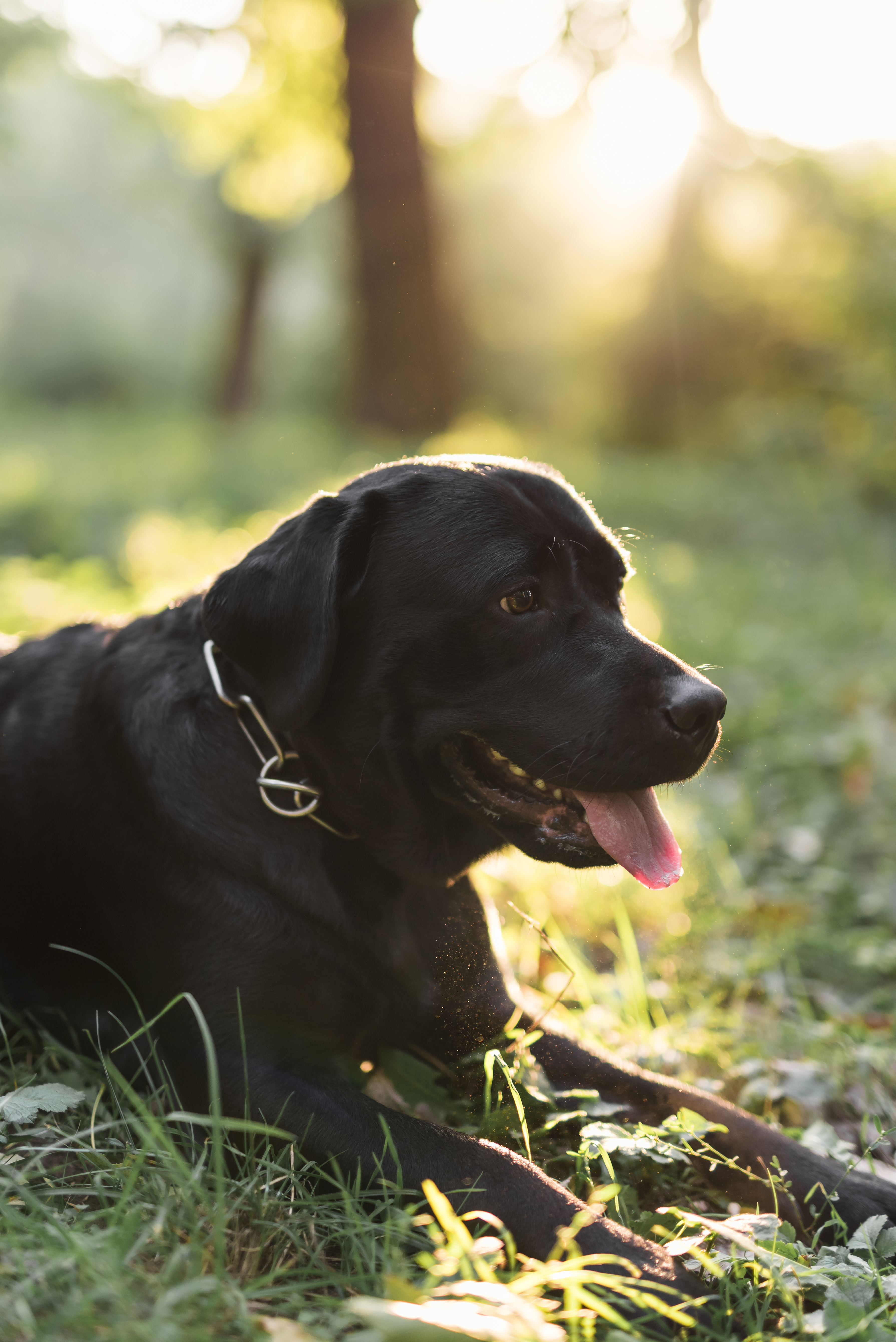 Hund mit Futtermittelallergie - Juckreiz und Hautprobleme
